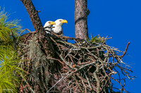 Bonnie and Clyde -  In the Nest