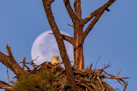 Cold Moon - Bald Eagle