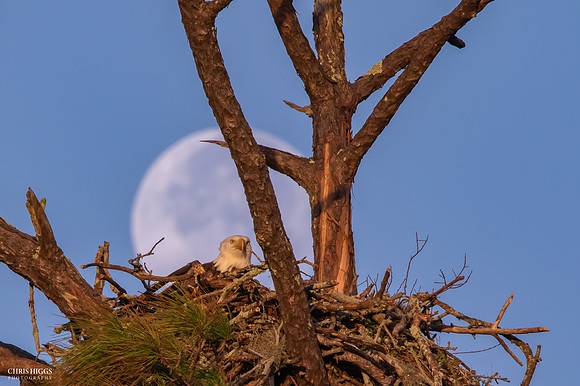 Cold Moon - Bald Eagle