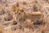 Adventurous Lion Cub
