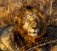 The King - Male Lion Afternoon Exposed