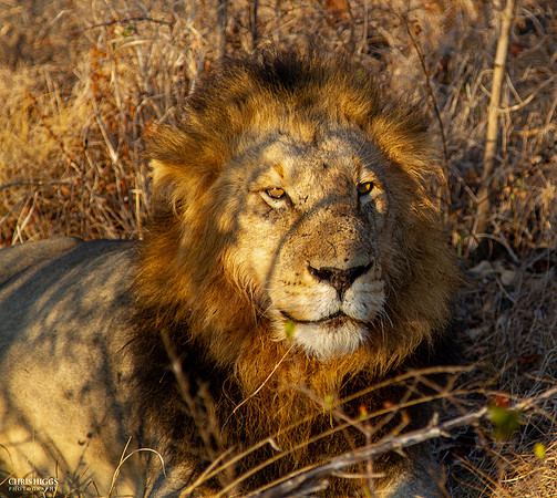 The King - Male Lion Afternoon Exposed