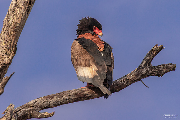 Bateleur