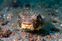 Web Burrfish