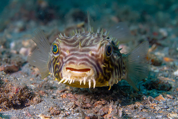 Web Burrfish