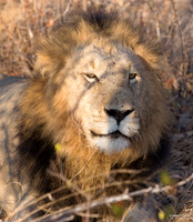 Male Lion Well Fed