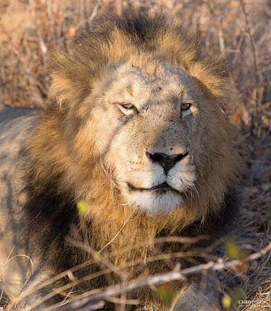 Male Lion Well Fed