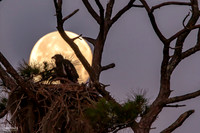 Early Morning Moon & Bald Eagle