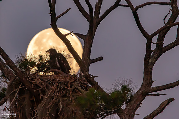Early Morning Moon & Bald Eagle