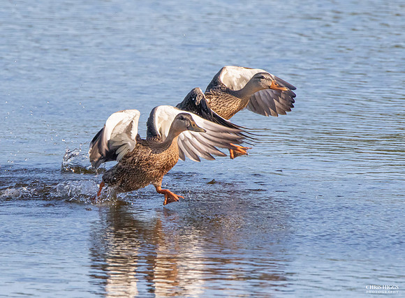Walk on Water - Mottled Ducks