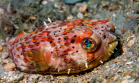 Best of the Ocean