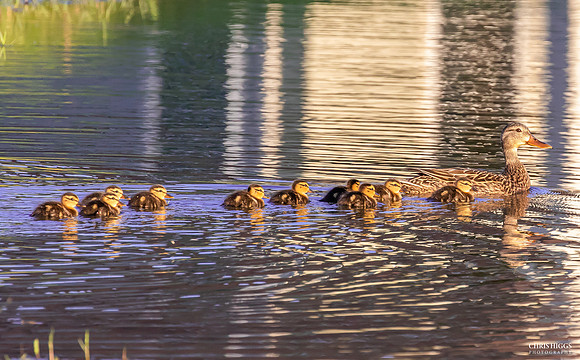 Wood  Duck Male  (5)