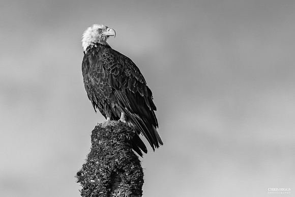 National Treasure - Bald Eagle
