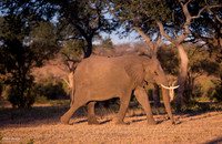 Elephants of Kruger