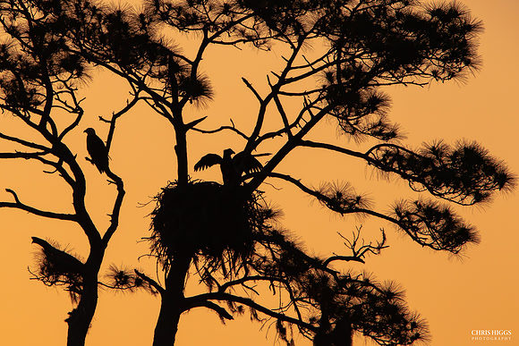 Holly Hill Eagle Sunrise