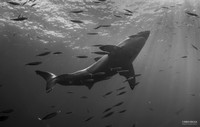 Guadalupe Great White Shark