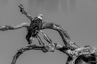 Resting Away from the Nest Bald Eagle