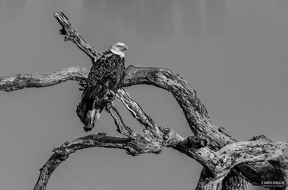 Resting Away from the Nest Bald Eagle