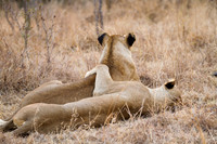 Lions