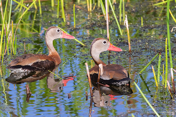 Black Bellied Whistling Duck (4)