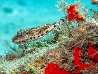 Bandtail Pufferfish