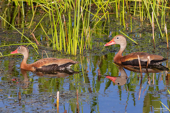 Black Bellied Whistling Duck (2)