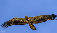 Juvenile in Full Flight