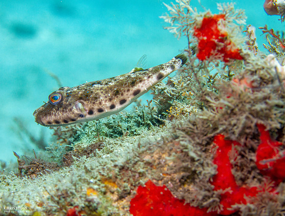 Bandtail Puffer