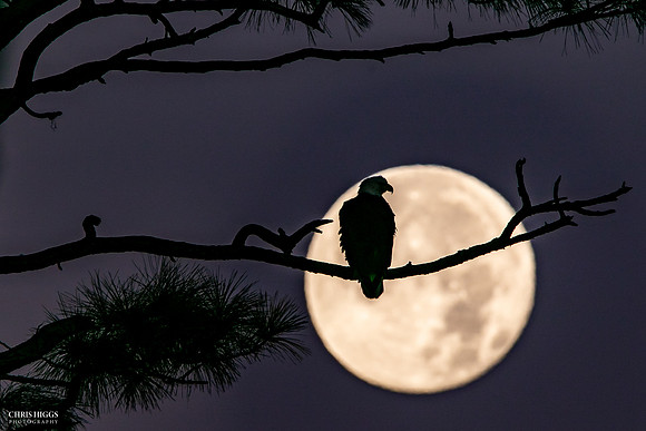 New Year's Moon Bald Eagle - 2