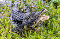 Florida Alligator - Attacking Young Gator