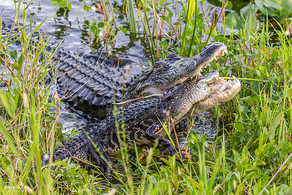 Florida Alligator - Attacking Young Gator