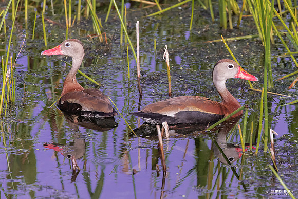 Black Bellied Whistling Duck (6)