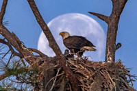First Full Moon - Mother and Eaglet