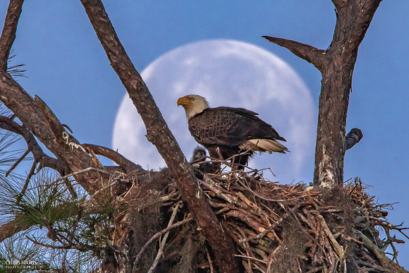First Full Moon - Mother and Eaglet