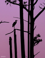 Ormond Beach - Winter