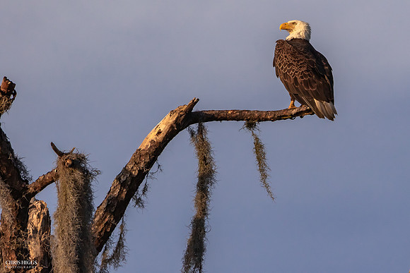 Adult Female - Lake Dias