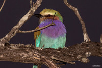 Lilac Breated Roller