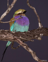 Lilac Breated Roller - 2