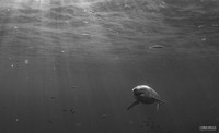 Great White Shark - Stalker
