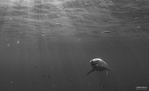 Great White Shark - Stalker