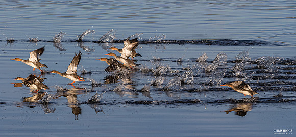 Merganser Taking Flight - 2