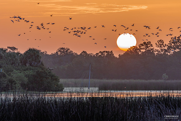 Orlando Wetlands Ibis Flock