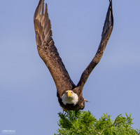 Bald Eagles in Flight