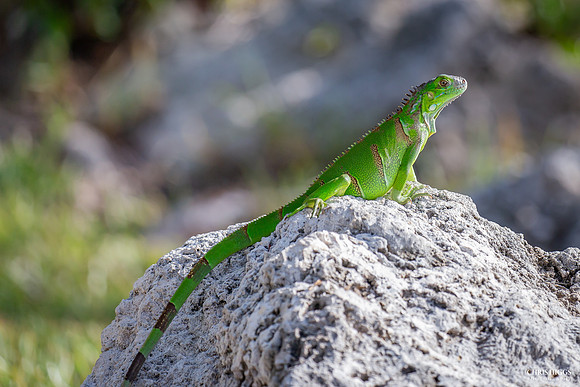 Keys Iguana