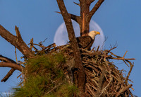 Sunrise Moonset Bald Eagle