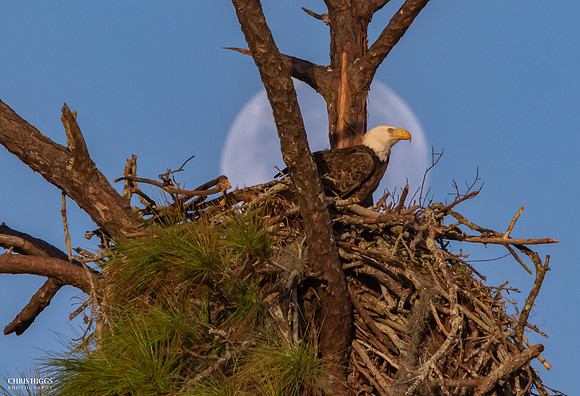 Sunrise Moonset Bald Eagle
