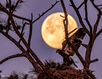 Young Eagle Moon Flight