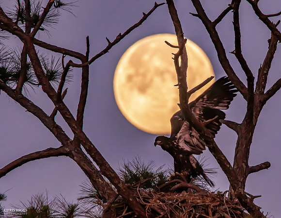 Young Eagle Moon Flight