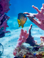 Cocoa Damselfish