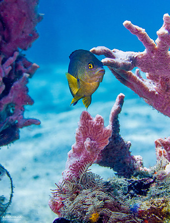 Cocoa Damselfish